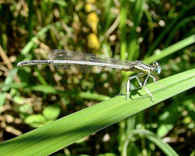 white featherleg